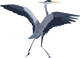 Heron with wings splayed